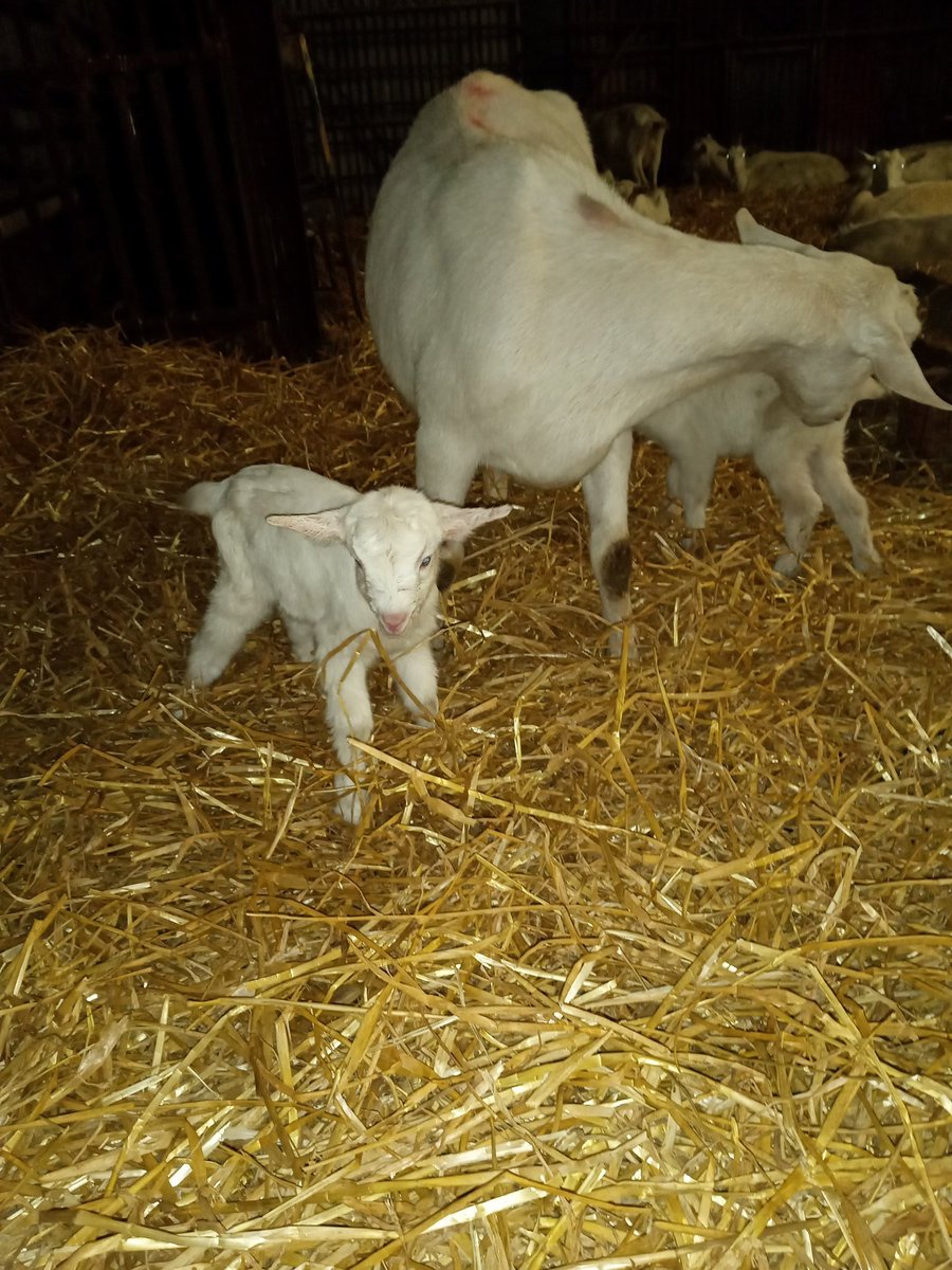 New arrivals! 2 beautiful females The future of @FarmBally  #Kidding #IrishFarmer #YoungFarmer #ArtisanFood #WestLimerickFood
<a href="/farmersjournal/">Irish Farmers Journal</a> <a href="/AgrilandIreland/">Agriland</a>  <a href="/thatsfarming/">thatsfarming.com</a>