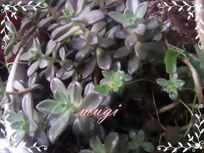 むぎ ﾟ ﾟ 多肉植物 ﾟ ﾟ 1 置き場所は屋外の 日当たり が良い場所 2 風通し がよく蒸れない事 3 雨ざらし にならない事 ベランダ が良いみたいです 多肉植物 育て方 園芸 寄せ植え 花 Tlを花で一杯に