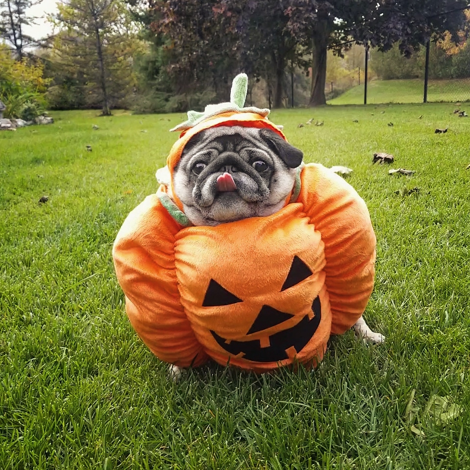 Pugkin Spice🎃❤ #NationalPumpkinDay 
Instagram.com/lil_pickles_da…