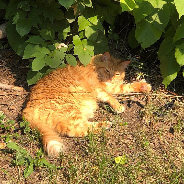 altEstore's tweet photo. #SpookyCat D.B. prefers full sun but can still thrive in partial shade (just like #REC TwinPeak #SolarPanels ). Get yours - and everything else in stock - at 6% off from the #altEStore during our #Solar #Harvest #Sale now with discount code BLACKCAT20
https://t.co/KvVPFU4OIi https://t.co/VZdmOAwcBX