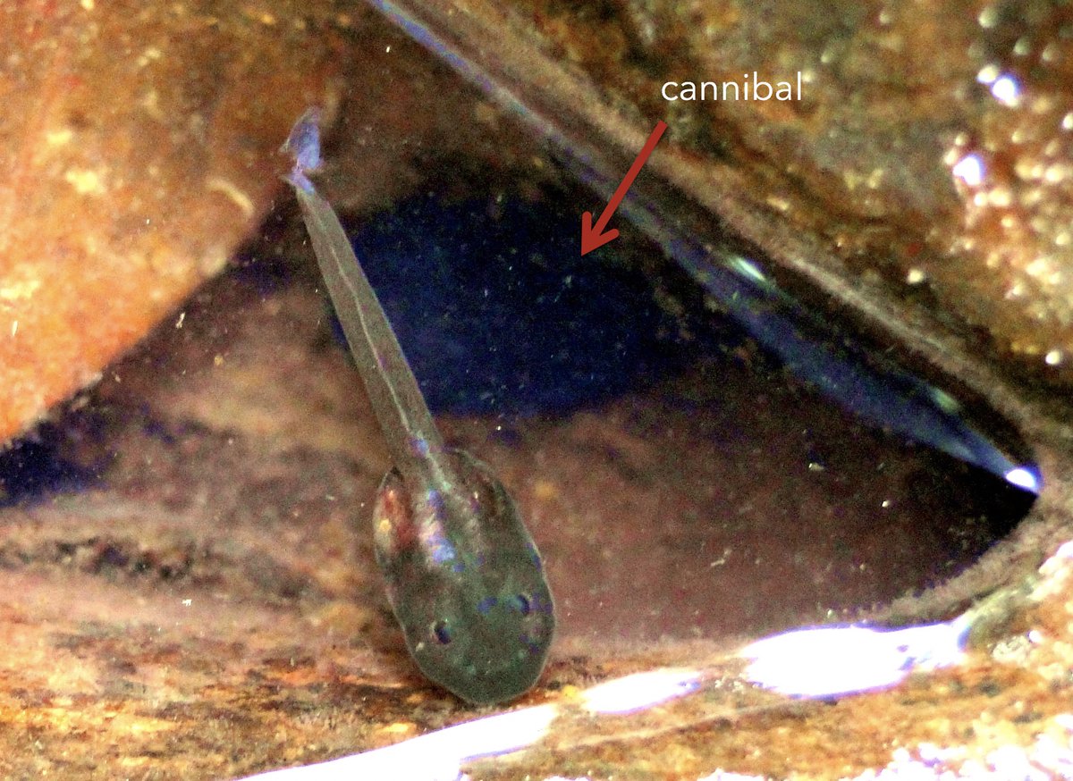 Bibiana Rojas (@biobiiana) on Twitter photo Have a look at our group's new #preprint! We found that aggressive #tadpoles behave differently towards siblings and non-siblings depending on their size compared to the opponent's. Led by the fabulous <a href="/ChloeFouilloux/">Chloe Fouilloux (she/her)</a> in collab with <a href="/lutzfromhage/">Lutz Fromhage</a> & JValkonen <a href="/jyuscience/">Faculty of Mathematics and Science</a> Have a look at our group's new #preprint! We found that aggressive #tadpoles behave differently towards siblings and non-siblings depending on their size compared to the opponent's. Led by the fabulous <a href="/ChloeFouilloux/">Chloe Fouilloux (she/her)</a> in collab with <a href="/lutzfromhage/">Lutz Fromhage</a> & JValkonen <a href="/jyuscience/">Faculty of Mathematics and Science</a>