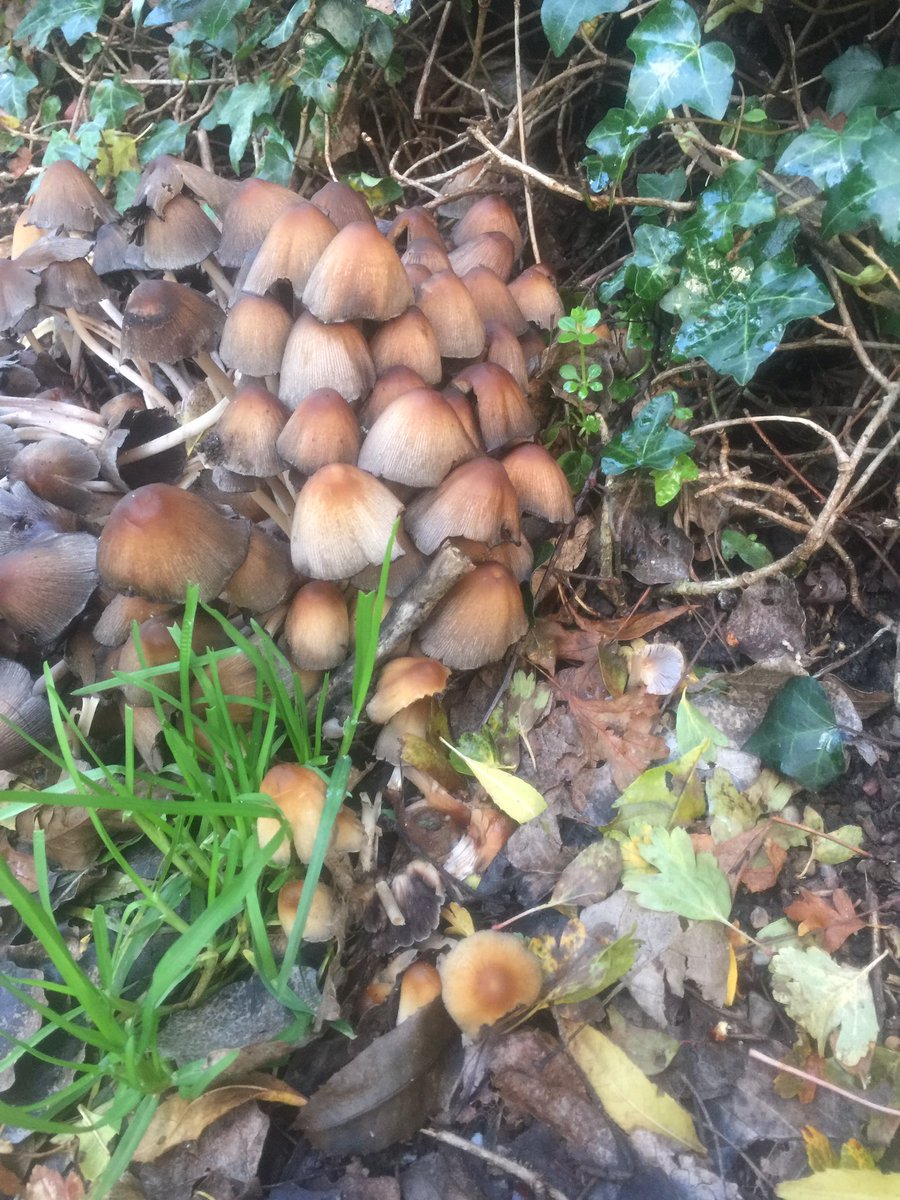 MariaGhansah's tweet photo. More fungi. Just waiting to catch the appearance of the fairies 🧚‍♀️ 😁
.
#fungi #naturelovers #Autumn https://t.co/VtaEXeZ9HH