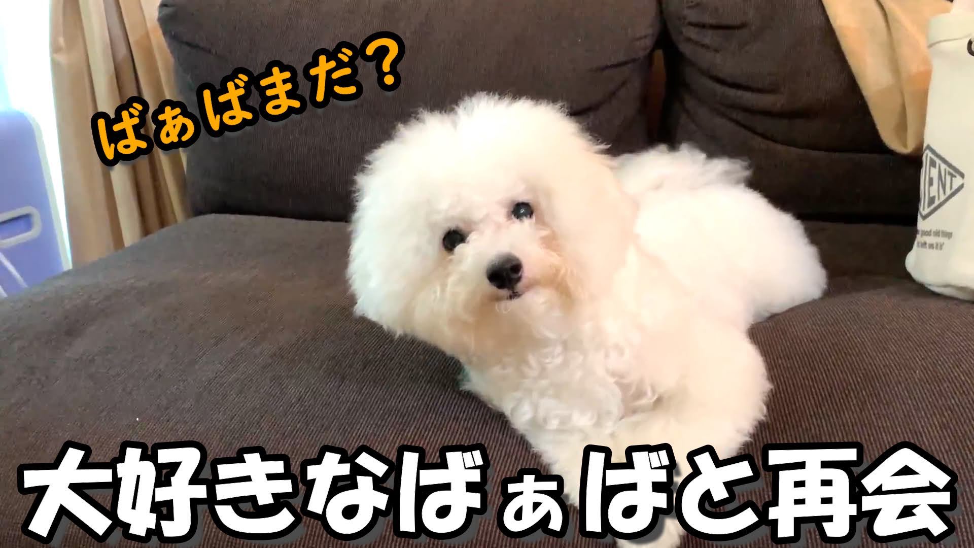 白いもふもふのうどん Bichon Udon Twitter