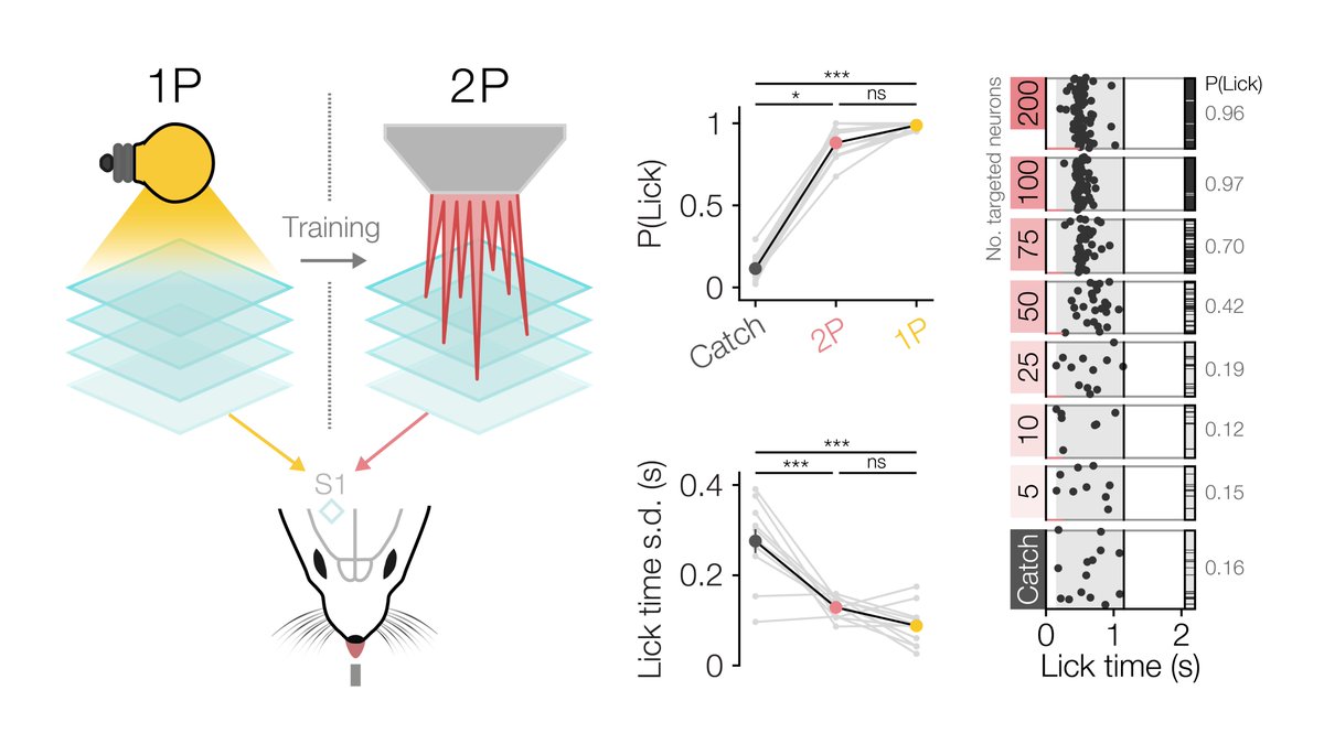 We first trained mice to detect activation of many neurons with 1P optogenetics. Then we trained them to detect 2P photostimulation of specific neurons, allowing us to precisely titrate the number of neurons activated and measure perception - the perceptual psychometric curve.