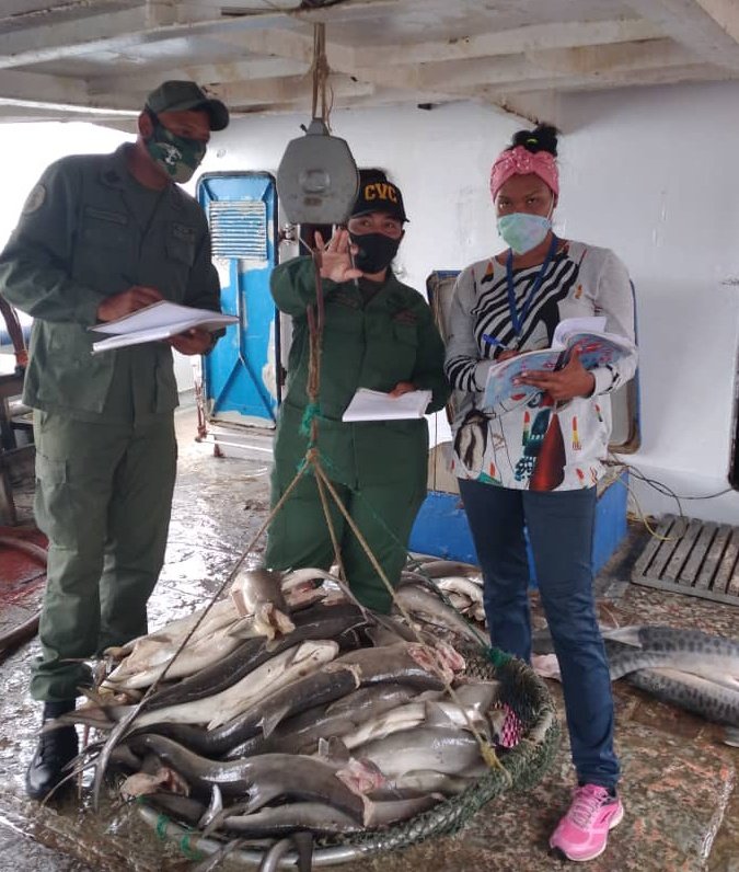#GMAS #26Oct En resguardo de la soberanía alimentaria, la @zodimainat a través del @dvcza55 y la @EpgZona, supervisó en los muelles 1 y 8 del Puerto Pesquero Internacional de #Güiria, el arrime de 9.193 kg de especies hidrobiológicas.#VenezuelaAzul #CuarentenaRadicalEficaz https://t.co/kszIkpdozp