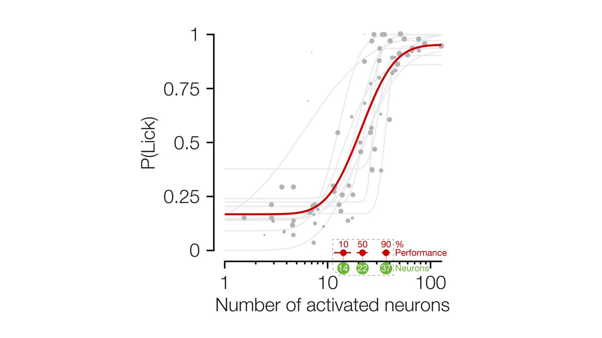 Surprisingly, this relationship is sigmoidal, sensitive and steep: mice could detect 14 neurons at their perceptual threshold, and only 37 neurons were required to saturate behavioural performance.