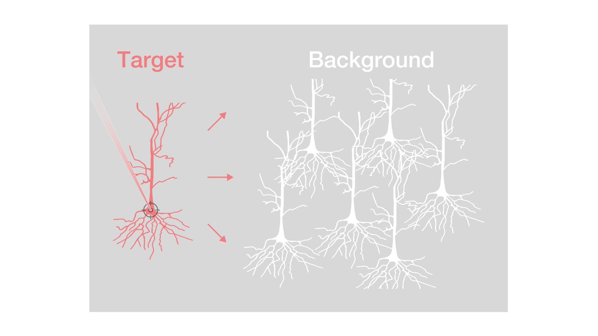 These results support the sparse coding hypothesis. But how does the brain maintain such sparseness given the extra activity we drive in the network? To answer this we recorded the response of background neurons not targeted for photostimulation.