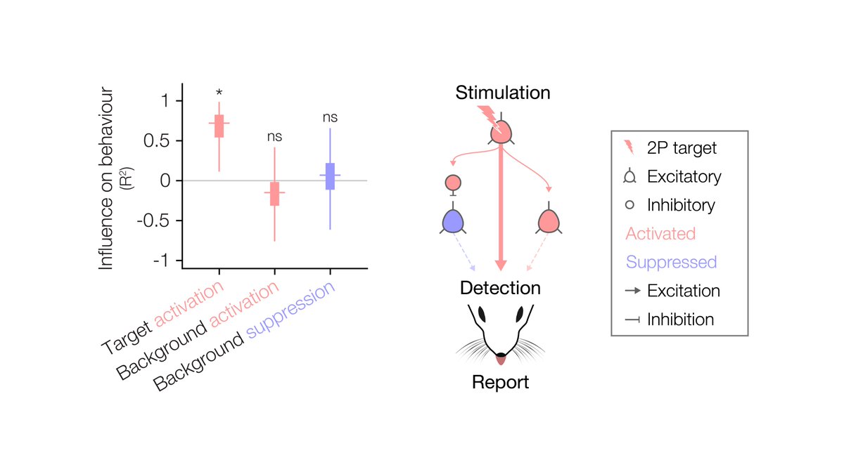 To tease apart the perceptual influence of target and background neuron modulation, we compared their impact on behaviour. Only target neuron activation had a significant influence on behaviour.