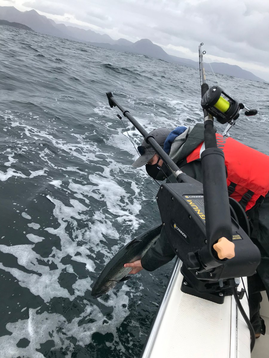 NOAAFish_NWFSC's tweet image. Postcard from the field: Scientist Joe Smith is releasing a tagged salmon near Kodiak, Alaska. Joe and his colleague David Huff are tracking Chinook salmon using satellite and acoustic tags as part of a study to characterize the behavior and distribution of salmon in the ocean.