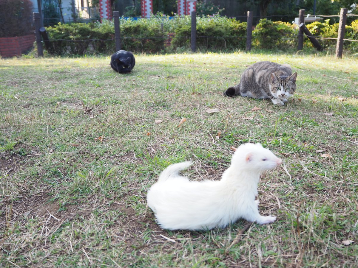 hanamono0104's tweet photo. フェレットの散歩に行ったら、猫が集まってきた https://t.co/VIIp3blgXC