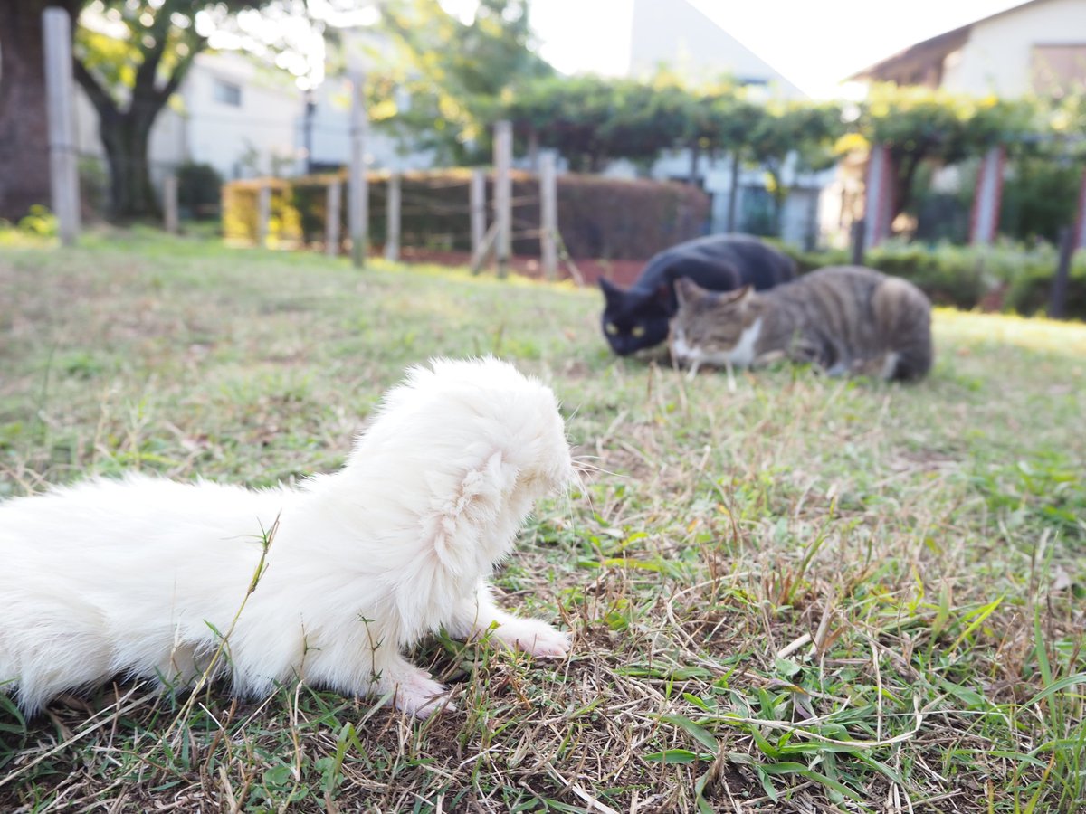 hanamono0104's tweet photo. フェレットの散歩に行ったら、猫が集まってきた https://t.co/VIIp3blgXC