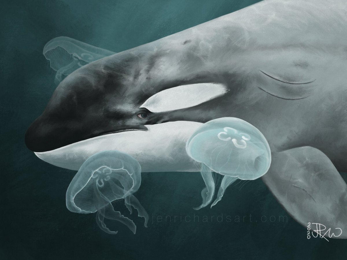 Tl’uk the grey killer whale, also known as T046B1B, and moon jellies. Finally updated my digital drawing hardware and wish I’d done it sooner.