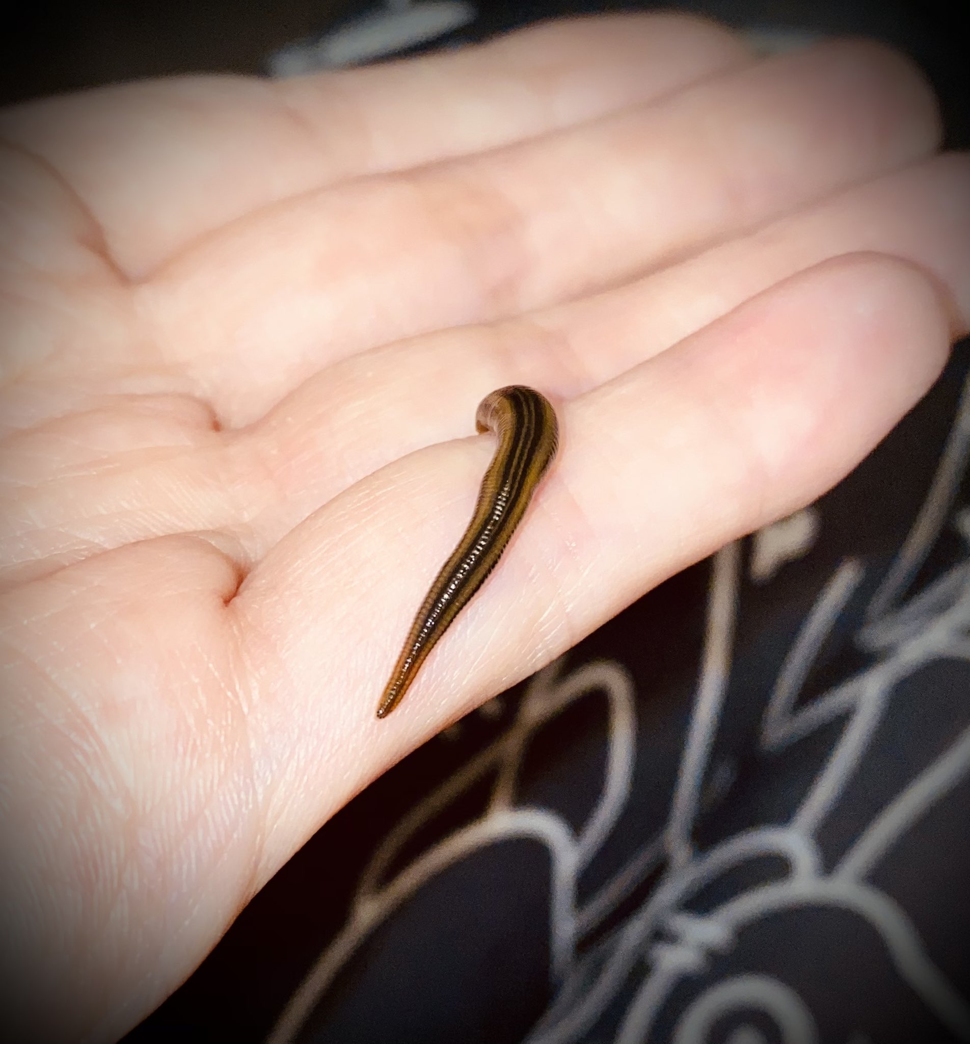 leechylove on X: Richardsonianus australis - beautiful medicinal leech of  #australia 🍀 our offspring had their 2. meal. They grow slowly and behave  different from all other medicinal leeches. As example, they