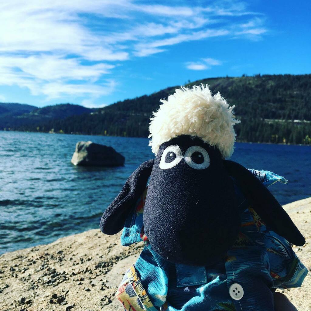 Annettehelen's tweet photo. Me, looking cute, by the lake. #donnerlake #imsocute #plushiesofinstagram #shaunthesheep https://t.co/JYuOVOmbWo https://t.co/hVD7LdXv2u