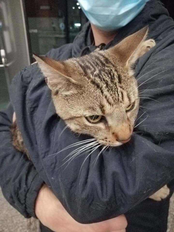 📢📢¡¡MÁXIMA DIFUSIÓN!!📢📢. ESTE PEQUEÑO HA SIDO ENCONTRADO EN LA ZONA DE CARREFOUR DE #FUENLABRADA. ¿ALGUIEN LE RECONOCE O SABE QUIÉNES SON SUS DUEÑOS? SI ES ASÍ ACUDE A LA POLICÍA LOCAL, SINO APARECEN, IRÁ AL CPA Y LO PASARÁ MUY MAL ALLÍ 😭😭💔💔