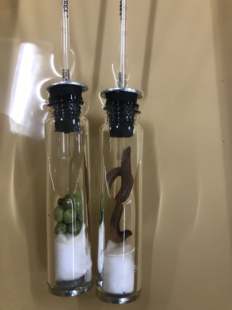 ingmire_s's tweet photo. #1DCCS #chargerpride #APBIO Last week students followed structured procedures to measure respiration. Today they conducted independently designed investigations using last weeks discoveries as a starting point. https://t.co/wBlecFeNib