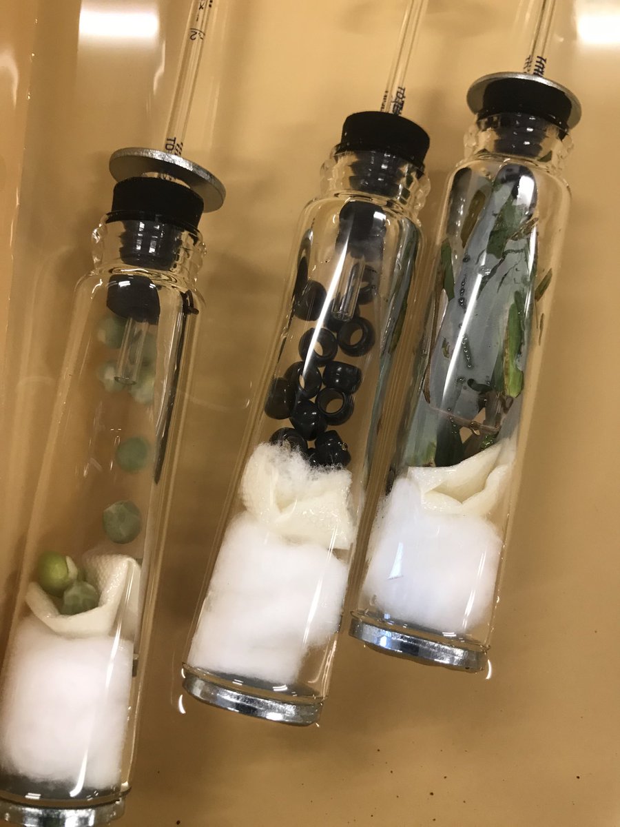 #1DCCS #chargerpride #APBIO Last week students followed structured procedures to measure respiration. Today they conducted independently designed investigations using last weeks discoveries as a starting point.