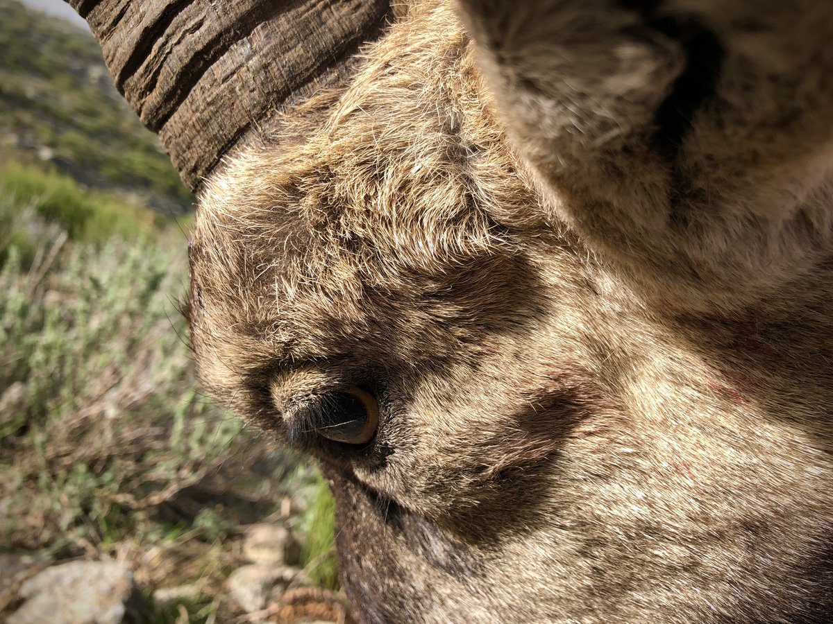 jjgomezcaza's tweet photo. Es el momento!! Empezamos con los ibex!!
🐐💥👌🏻
https://t.co/mKgvlcNDYX
#rececho #recechos #machomontes #caza #hunt #hunting #huntspain #huntinginspain #ibexzone #stalking #ibexhunt #jagd #caccia #oxota #chasse #cabelas #grandslamclubovis #safariclubinternational #spanishibex https://t.co/sieAFxLLQB