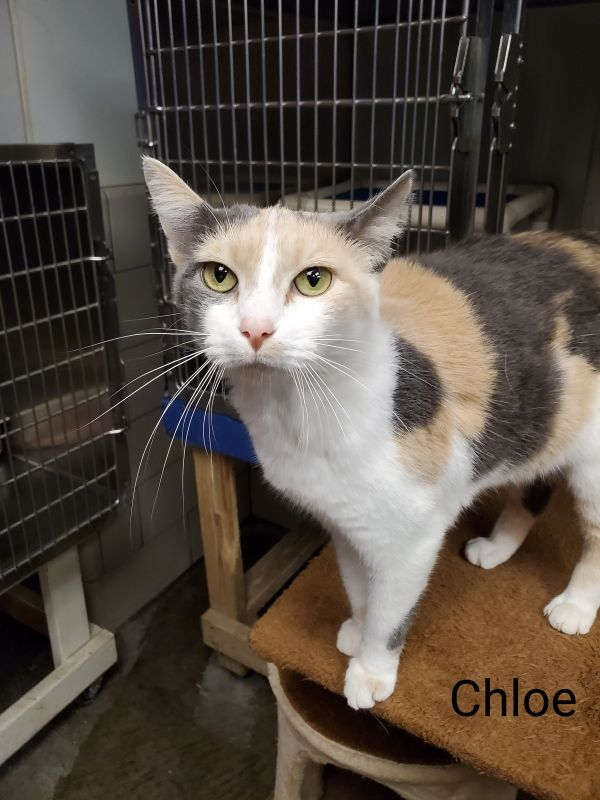 greene_humane's tweet photo. Meet Chloe! Chloe is an adult female Calico cat. Chloe is sweet, loving, and affectionate just waiting to find her home! Chloe is good with people and children. For more information about adoption see link below. https://t.co/20bD4aXvPD https://t.co/LK7l4c0RBr