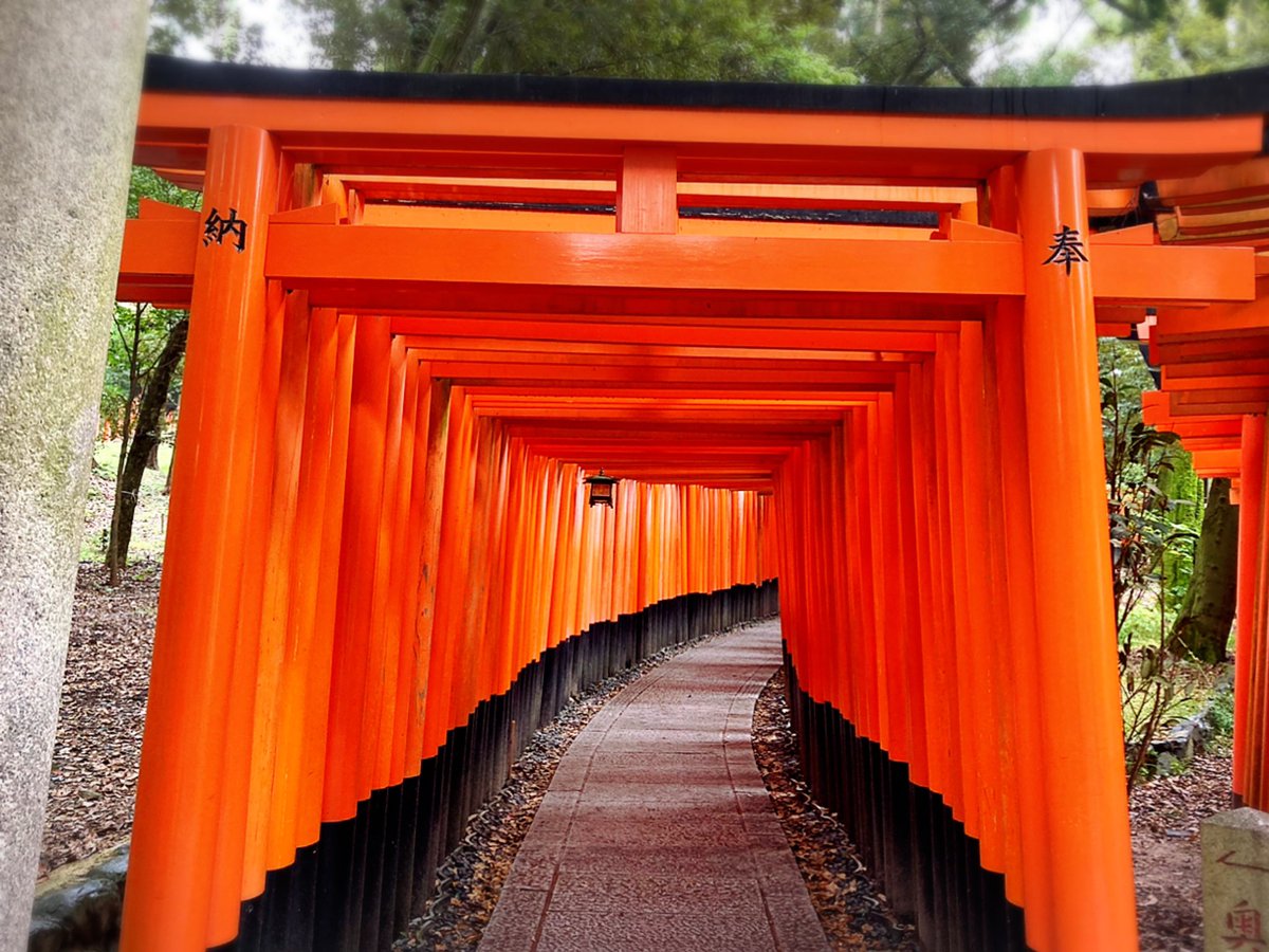 VermeerBlue5's tweet photo. 京都　伏見稲荷大社

奈良時代の創建
全国に約3万あるという稲荷神社の総本社

伏見稲荷社の名は、伝承によると
「稲生り（いねなり）＝イナリ」からで
元は稲作に関わる神でした

朱の鳥居をくぐると
幽玄の世界へいざなわれます

海外のお客さんに大人気の場所ですが、今は殆どおられませんでした https://t.co/vJBpNKfGE1