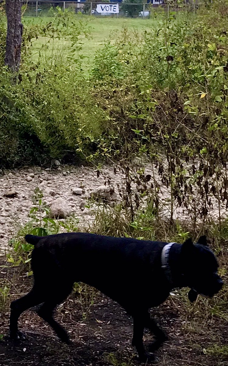joffiecakes's tweet photo. Good walk. VOTE!
#DogsForDems #VoteBlueToSaveAmerica https://t.co/kjyJ711KpH