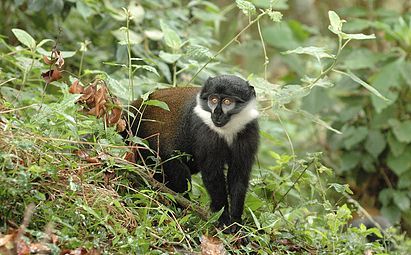 The Itombwe Mountain Monkey. Look at those wide eyes - almost as if he's shocked to see something or someone...