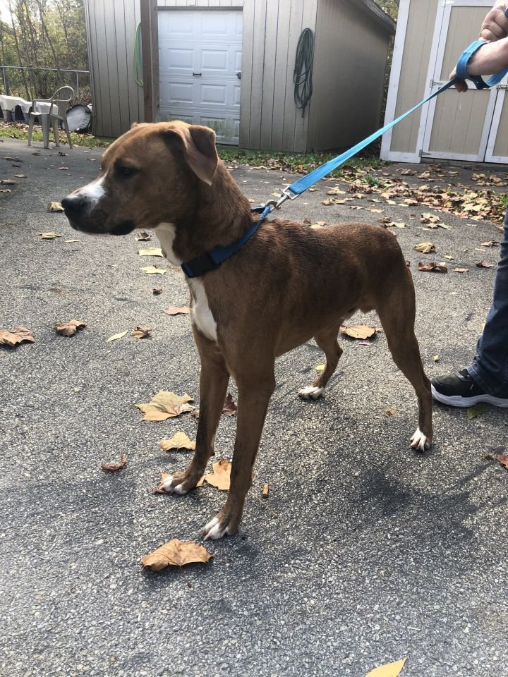 greene_humane's tweet photo. Everyone meet Rocky! Rocky is an adult male Pitt Bull Terrier mix who is very handsome, sweet, energetic, and adventurous. He is good with people and children. Rocky is waiting to light up a home with his energy and lovingness! Link below for more info https://t.co/UIKwyV1d9B https://t.co/SA8ZSpiZZh