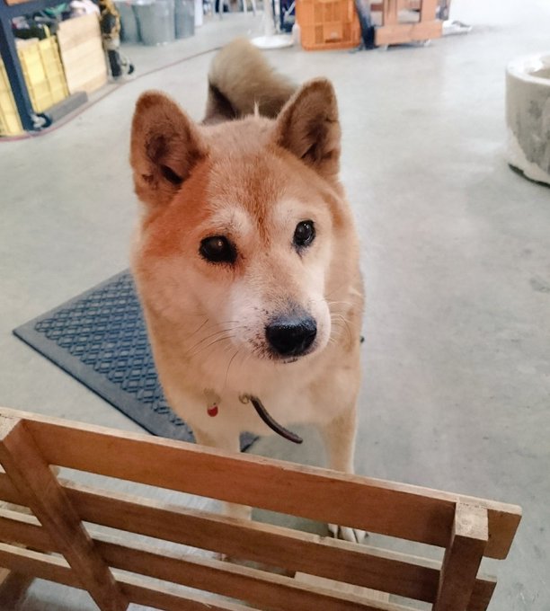 いとしのムーコ アニメレーダー