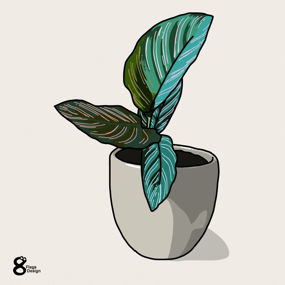 カラテア 無料イラスト素材です 観葉植物を描くのがマイブーム イラスト ベクターシェルフのイラスト
