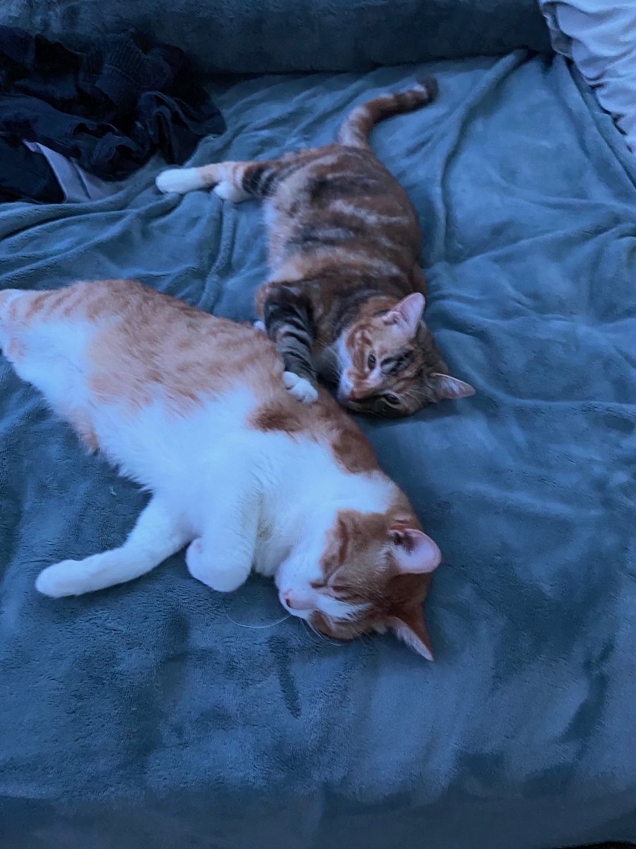 dehavenbethany's tweet photo. I know some of my friends &amp; followers  are from the Gilbert area so please RT if you can!! This is my kitty Pumpkin &amp; she’s been missing for about a week now. She’s friendly but shy, she’s an avid bird hunter, &amp; loves kids. If you see her around the Power &amp; Guadalupe area pls lmk https://t.co/Frnna4mBLP