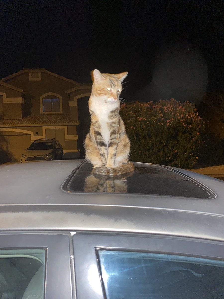 dehavenbethany's tweet photo. I know some of my friends &amp; followers  are from the Gilbert area so please RT if you can!! This is my kitty Pumpkin &amp; she’s been missing for about a week now. She’s friendly but shy, she’s an avid bird hunter, &amp; loves kids. If you see her around the Power &amp; Guadalupe area pls lmk https://t.co/Frnna4mBLP