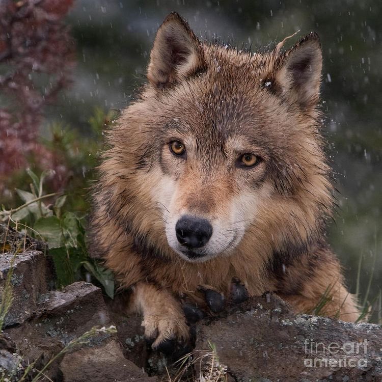evelyn_m_k's tweet photo. Good Evening Pack โค๏ธ๐๐บ๐ป another hurricane coming Wednesday. #Zeta go away! Hope all are well, Treys birthday is Wednesday #Big18 #SaveWolvesBears #StaySafe #AdoptaNoCompres #Nokomaq @DianeRedelinghu @MiriBen2 @GichiGumee @hugwildlife @DerekPa56710094 @rotrujo @Graywolf080458 https://t.co/tnGaefIL0D