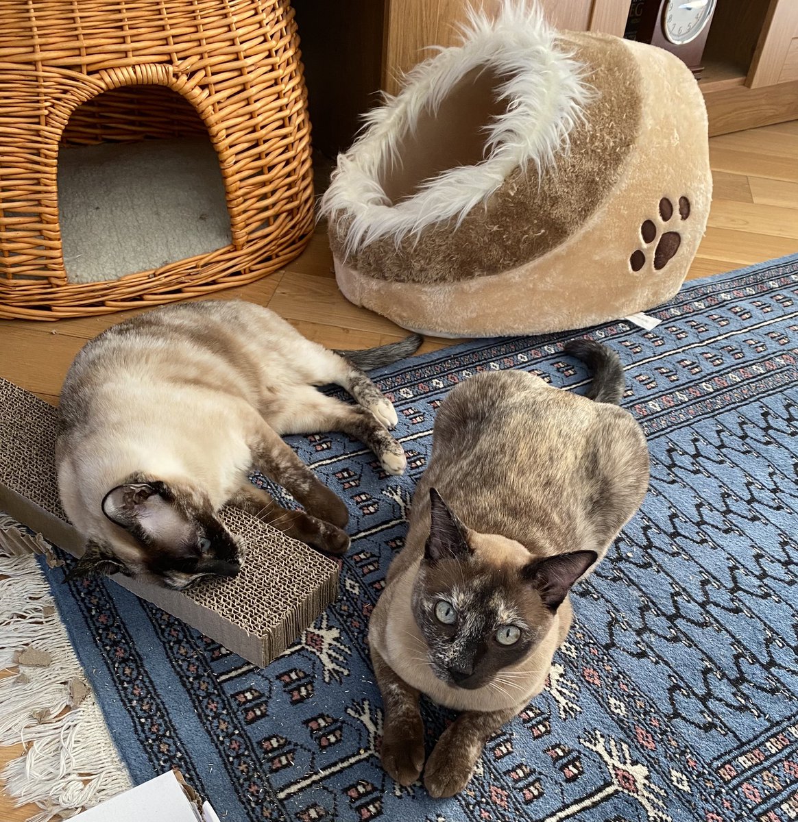 We got new cardboard scratchie today! Yay. As you can prob tell, I lurve it. I chew it and spit it out and mom has moans but I don’t care! Button chews too if I let her. https://t.co/0pwWQY27fD