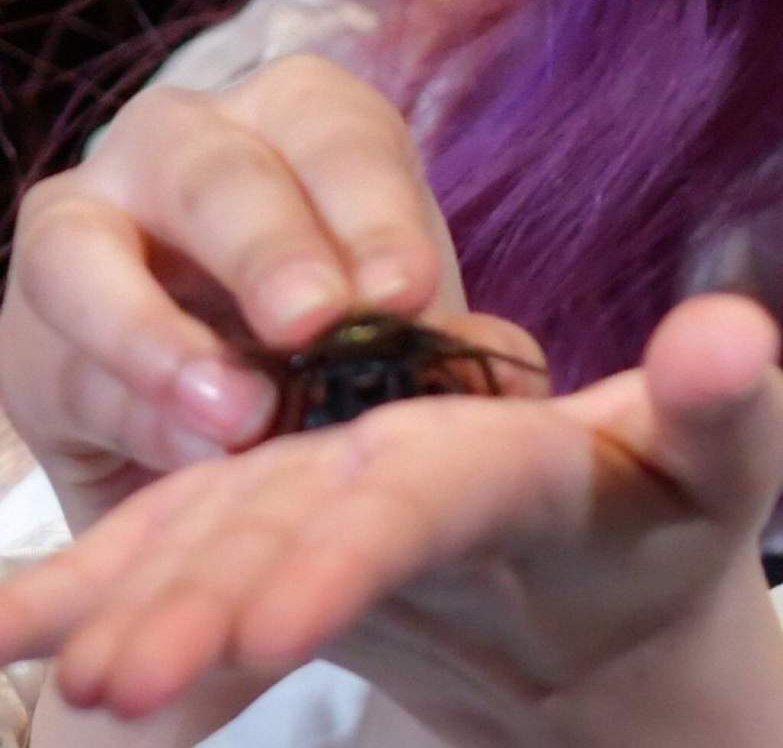 tw // bugs , cockroachloona choerrys fake cockroach