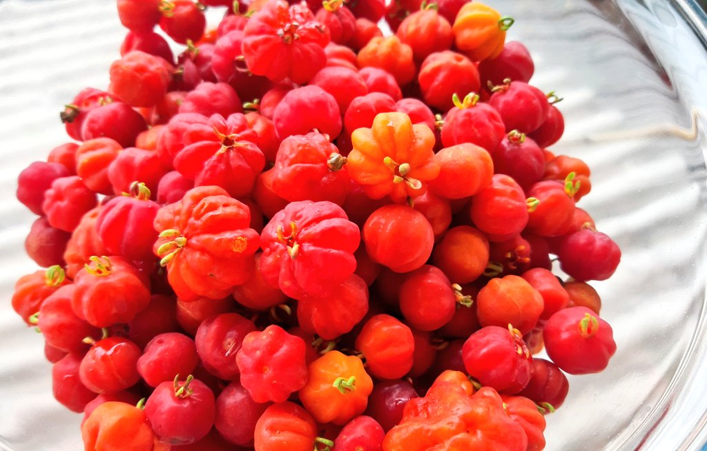fotos_porai's tweet photo. Andando e fotografando poraí! #Marau #fotos #frutas #pitangas #delicia #Beautiful https://t.co/ZQ6deVBJCv