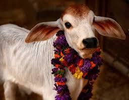 An elderly once said - if you drink cow milk you get a budhi like cow (alert, vigilant), but Indians are addict to chai on bhais milk. You eat any kind of animal meat and India's will not have a problem, but eating cow meat is an offence as she is Maa