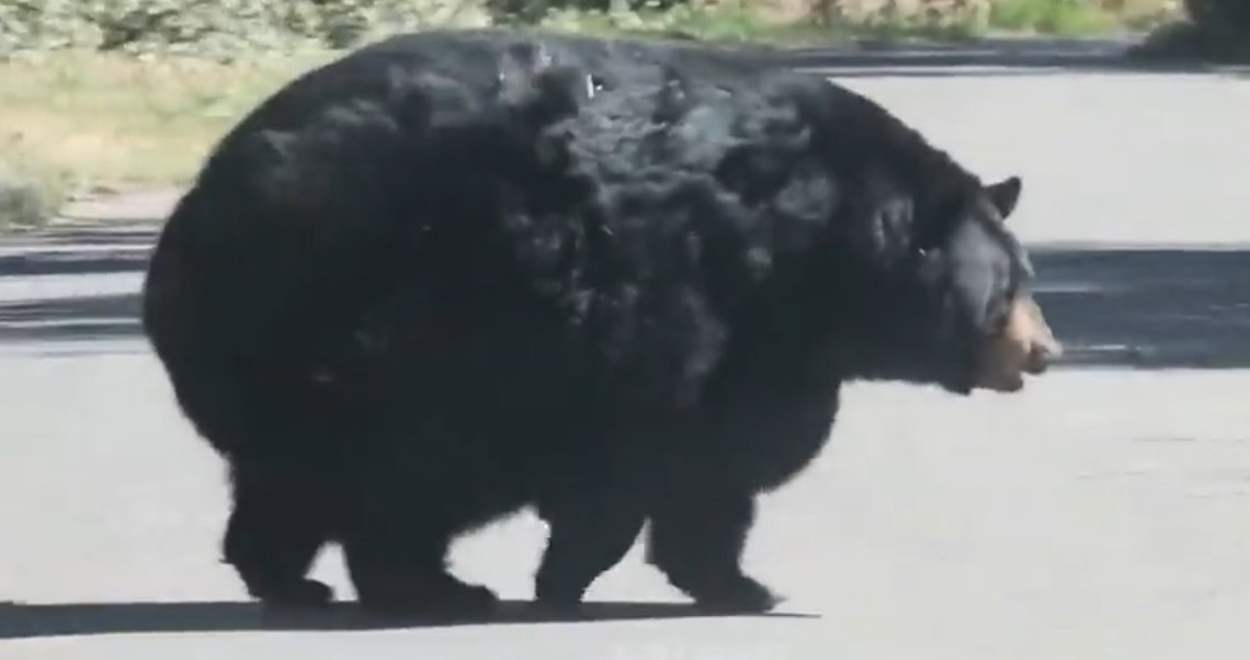 Patoninja7's tweet photo. Urso gordo! https://t.co/0inQiDCntc