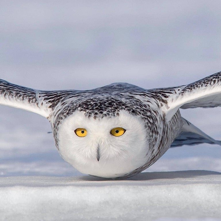 Owl flying at an altitude of approx 0,005m

Credit photographer Jon Groves