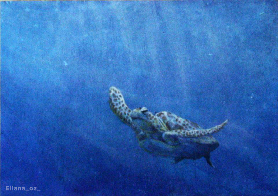oz_eliana's tweet photo. Acrílico sobre madera.
Acrylic on wood.
#paisaje #tortuga #turttle #eliana_oz_ #ElianaMuñoz #picture #paint #pintura #acrilico #acrylic #art #arte #marina #marine https://t.co/GKU0jI2iTD