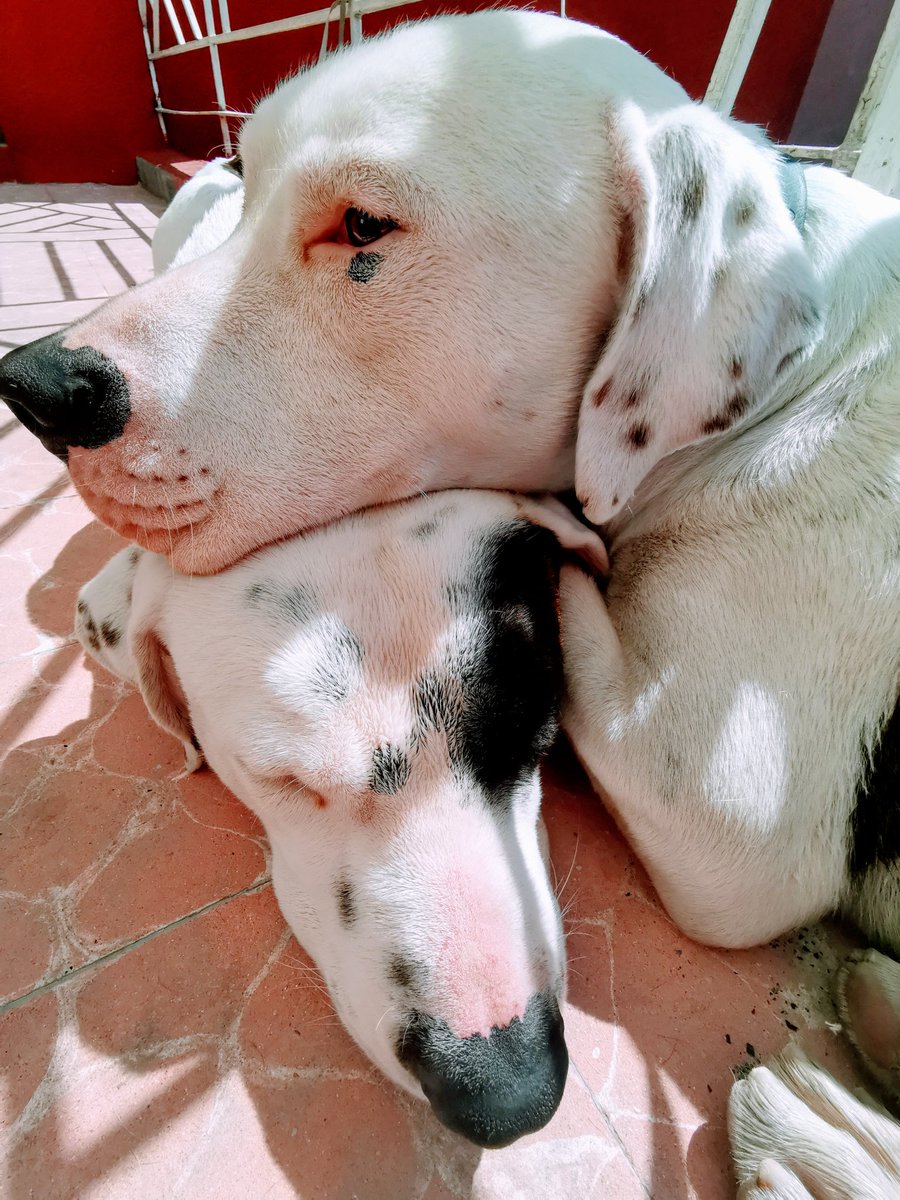 DaniTrenca's tweet photo. En adopcion hermanitos de talla grande (33 y 35 kg) muy dociles y tranquilos. Son muy unidos por lo tanto intentaremos que se vayan juntos a su nuevo hogar. Se que es dificil pero vale la pena hacer el intento. Ayudenme por favor compartiendo!! https://t.co/DmgjIC4deW