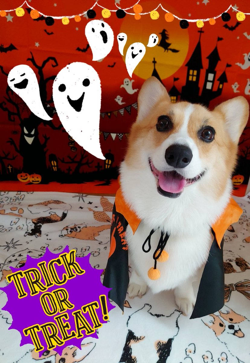 ใฟใชใใใใใใซใกใฏ๏ผ๏ผ๏ผ
ใ่ๅญใใ ใใใชโฐ๐ป๐
#ใณใผใฎใผ
#Corgi
#Halloween
#spooky
#ใใญใฆใฃใณไปฎ่ฃ
#ใใญใฆใฃใณ https://t.co/niA9NvWJOh