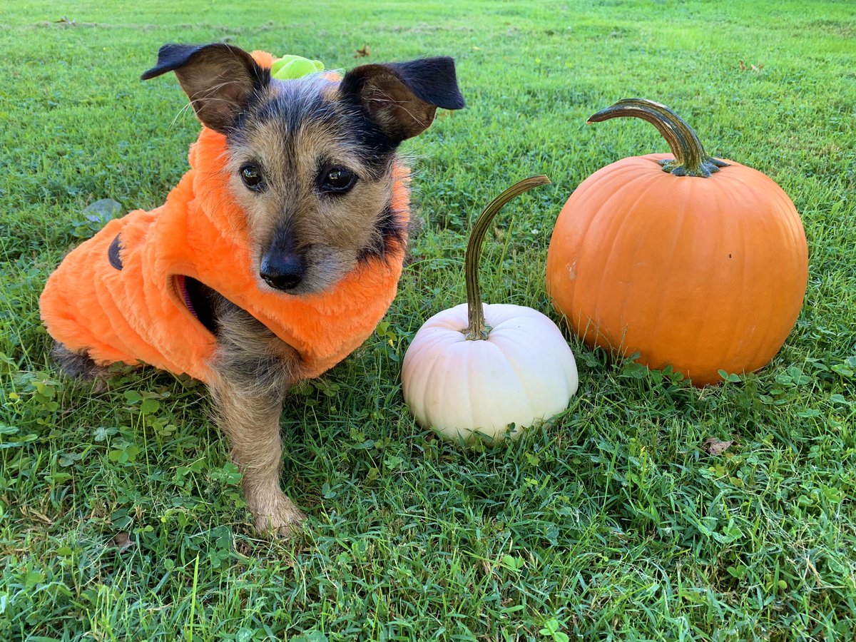 AshlefROSEnSecN's tweet photo. Happy #NationalPumpkinDay from my little pumpkin! https://t.co/rsKiJBAjdc