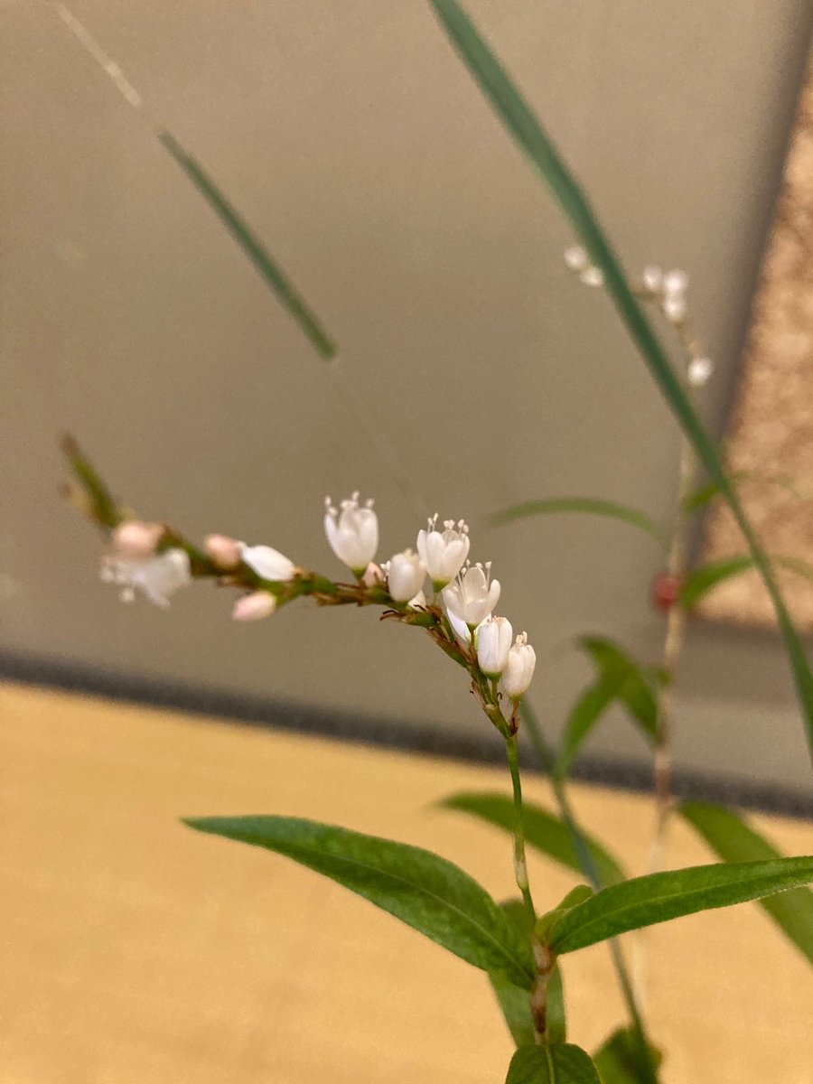 今日のお花は秋明菊とススキとサクラダケでした!
お菓子は大福です!
#茶道
#愛知県立大学 https://t.co/CKDh15rn6J