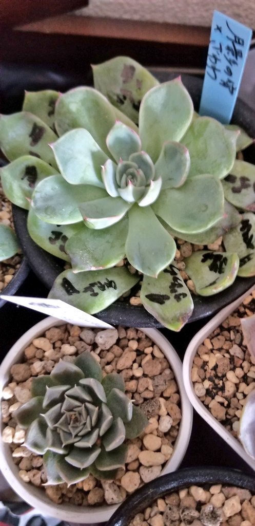 月麦 くりｻﾝは神 植え替えは全て終了 鶴仙園の多肉土3袋使用 何かホッとしたわぁ 土を買いに行った のに優木園ｻﾝのラパスとトバレンシス交配があまりに可愛くて連れ帰ってしまった 来月になったらお水をあげよう 多肉植物 植え替え