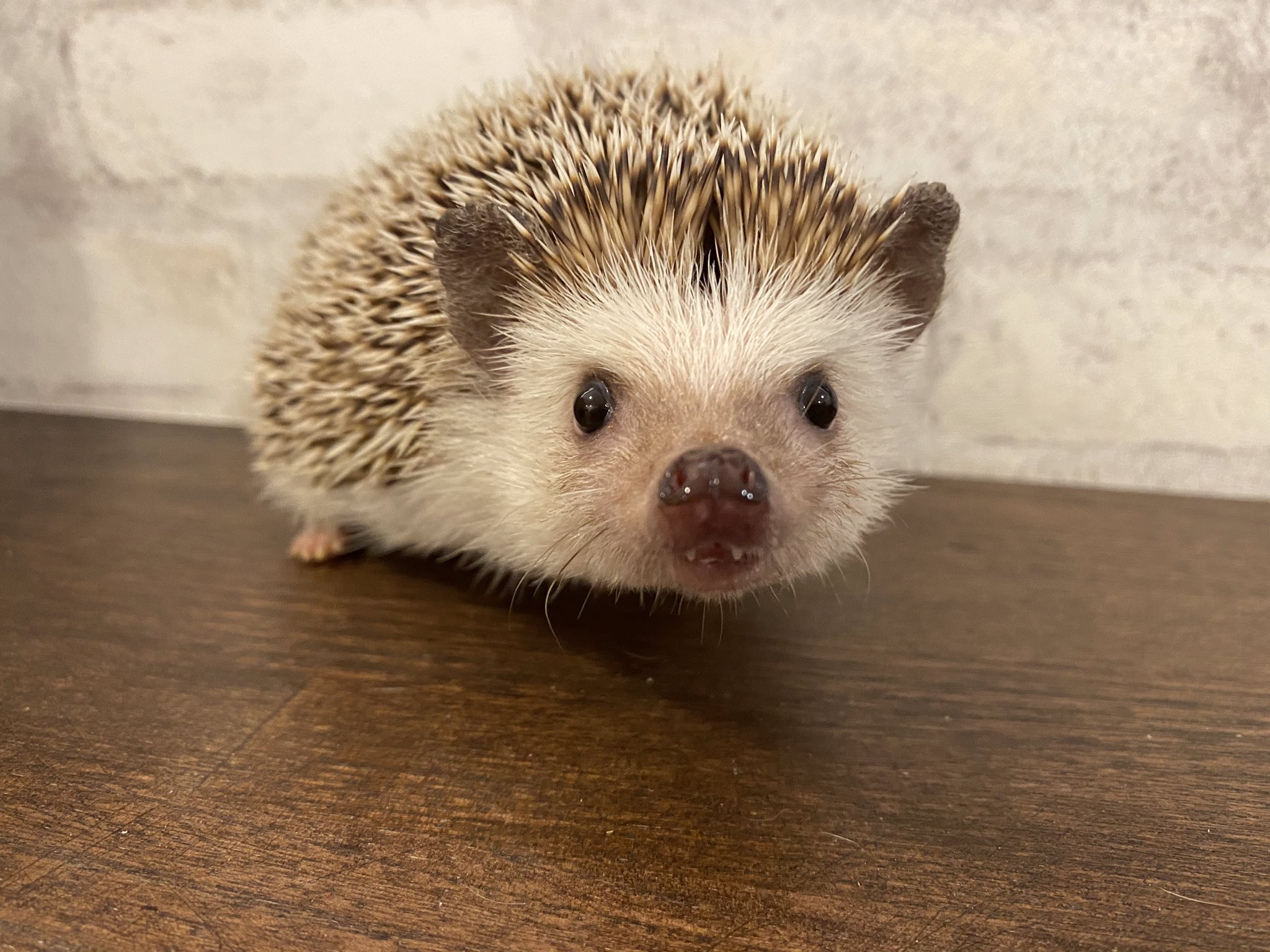 ハリネズミ専門カフェ Harry Wood ハリーウッド 名古屋栄店 あざと可愛いで有名なこまちちゃんは 今日もみんなの視線を一人占め 上目遣いと好奇心旺盛な姿に推しハリになる方が続出中です あざとい かわいい ハリネズミ ハリネズミカフェ