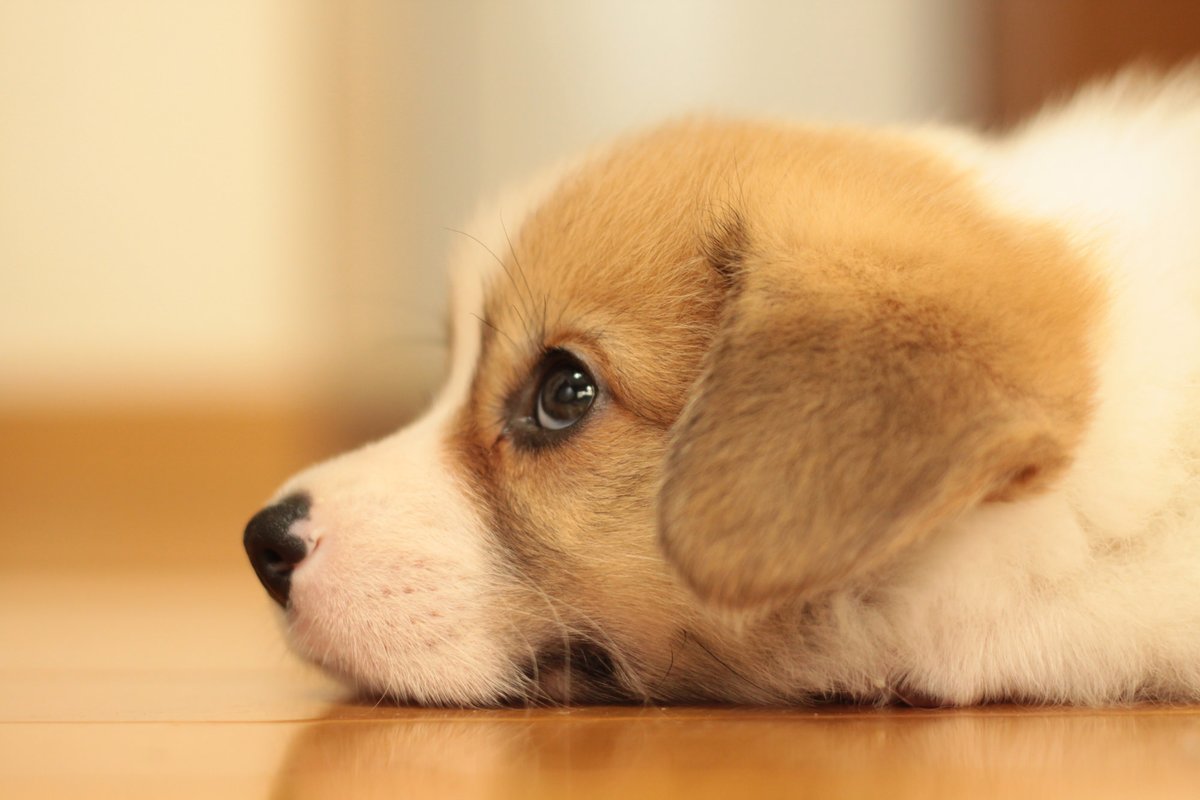 Mondoanimale Mondoanimaley Twitter