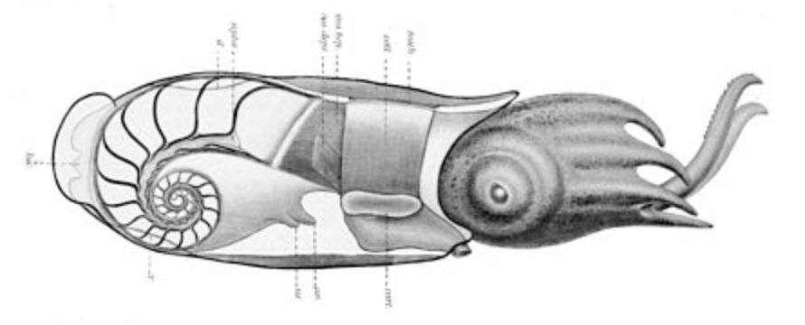 Also for those who are wondering: if this is a Spirula than the shell in on the inside, as this wiki diagram shows. And it has chambers which may allow for buoyancy control. The Whole thing is WILD.