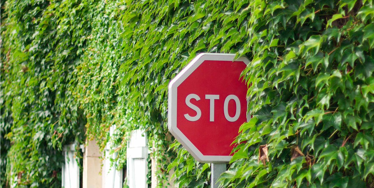 Ellis Jones tweet media