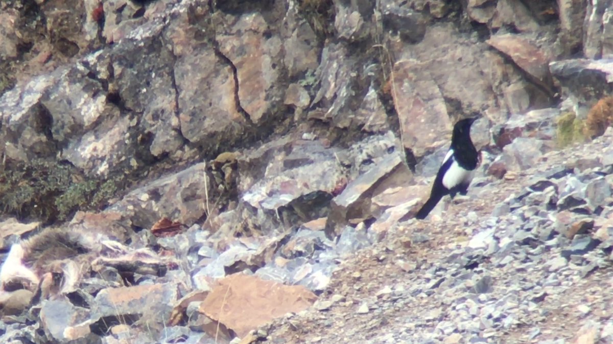 Wild Beijing 北京自然 tweet media