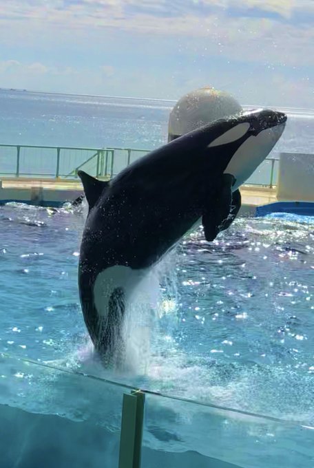 鴨川シーワールドのtwitterイラスト検索結果